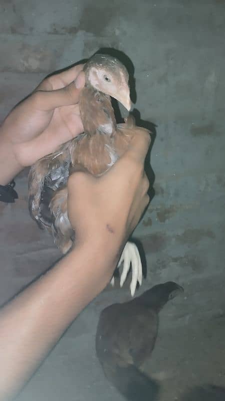 Aseel Chicks And aseel Hen for Sale {Aseel chuze or murgia) 17