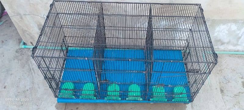 Cages and parrots 6