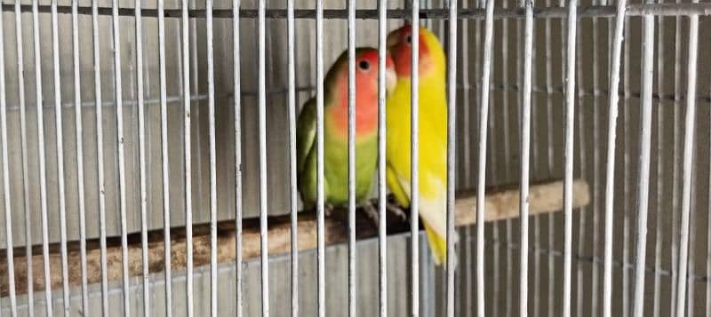 Cages and parrots 12