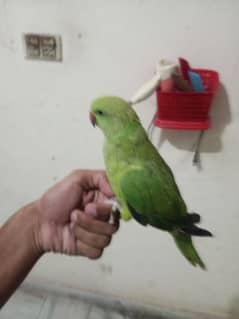 fully hand tmae parrot zero bite