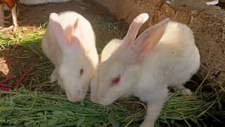 Male Rabbit healthy and 2 baby