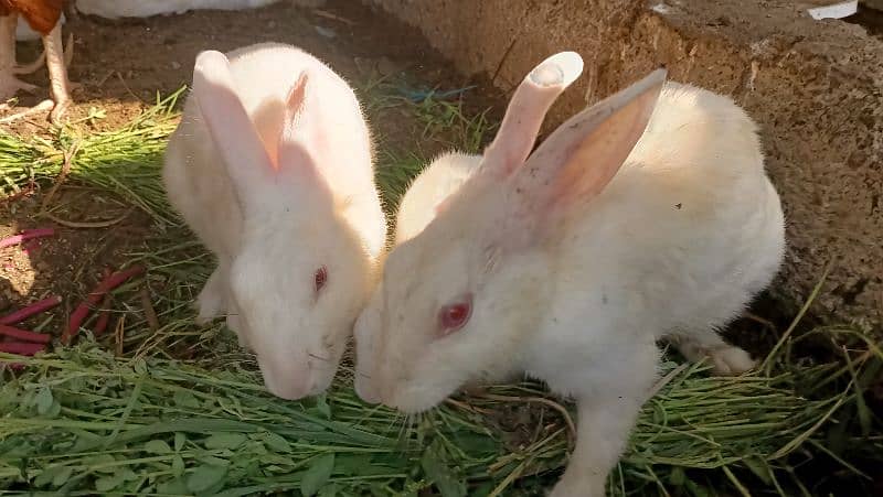 Male Rabbit healthy and 2 baby 0