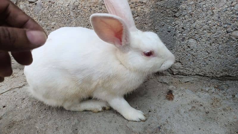 Male Rabbit healthy and 2 baby 2