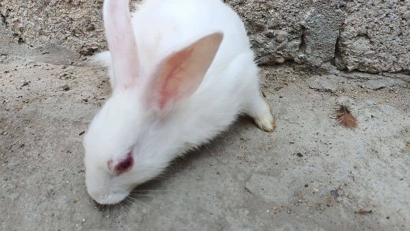 Male Rabbit healthy and 2 baby 3