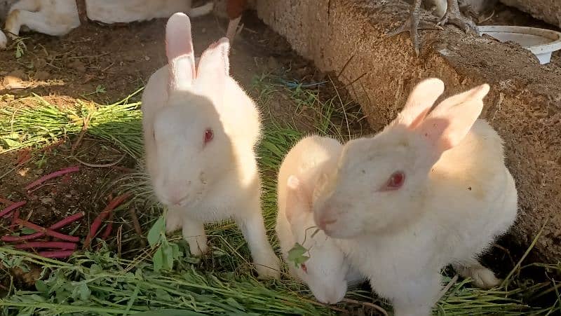 Male Rabbit healthy and 2 baby 4