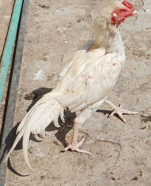 white nok nalli heera aseel breeder male 1