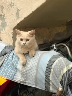 cat baby both cute hai