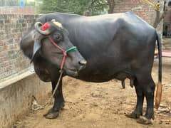 buffalo for sale with katti