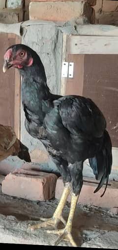 shamo cross breed long height aseel 0