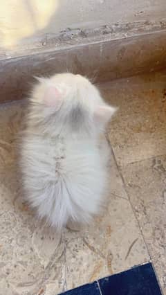 pure persian kitten female triple coated