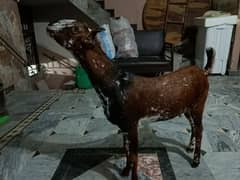 Bakra for  sale