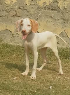 pure English pointer female top quality 3 month for sale