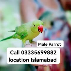 Male Parrot 5000 Hand Tamed Full Friendly Green Ring Neck Jumbo Size 0