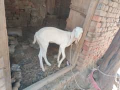 original Rajanpori bakri age6/7 months