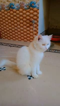 Turkish Angora