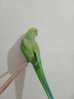 Green ring neck parrot semi hand temp parrot available for sale