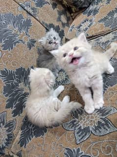 Pure Persian kittens, triple coated very playful n active