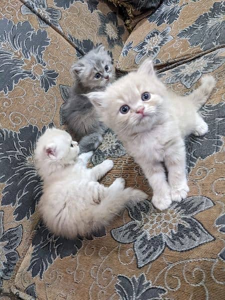 Pure Persian kittens, triple coated very playful n active 1