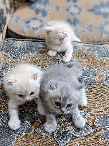 Pure Persian kittens, triple coated very playful n active 2