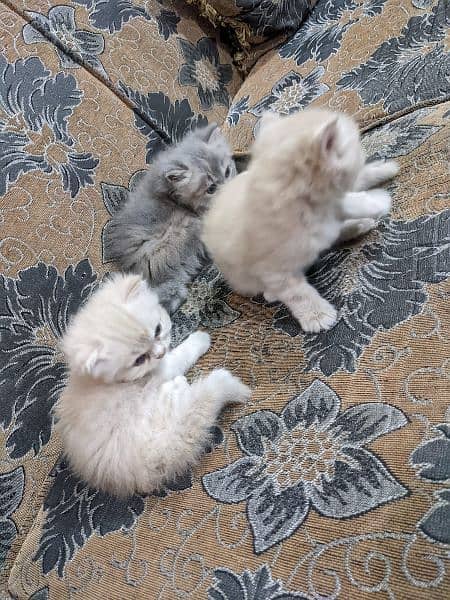 Pure Persian kittens, triple coated very playful n active 3