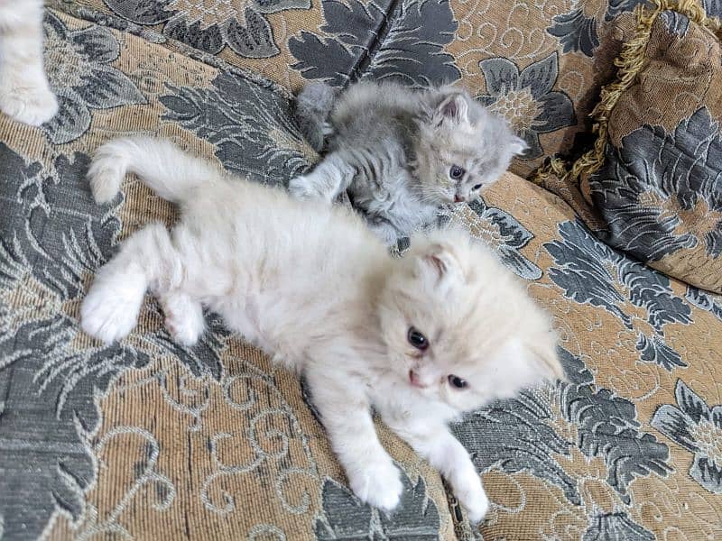 Pure Persian kittens, triple coated very playful n active 4