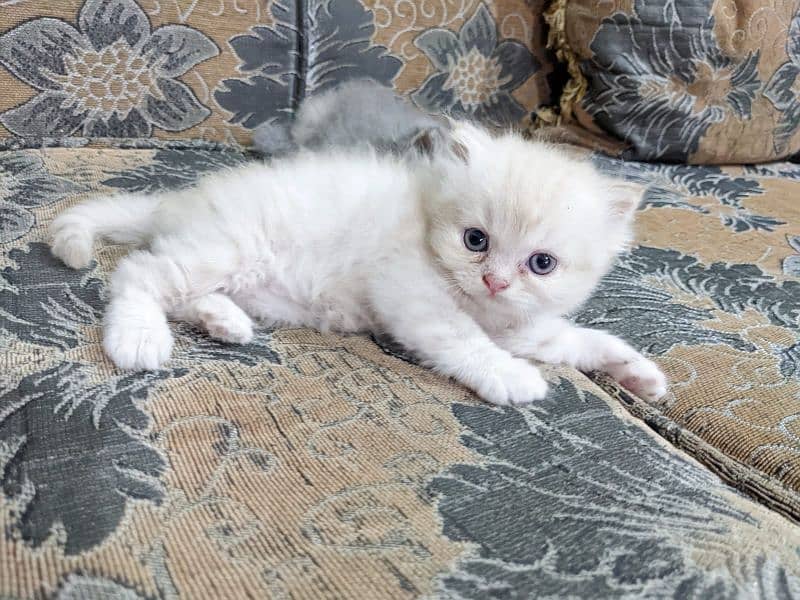 Pure Persian kittens, triple coated very playful n active 5