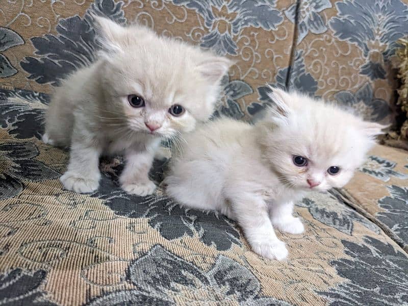 Pure Persian kittens, triple coated very playful n active 6