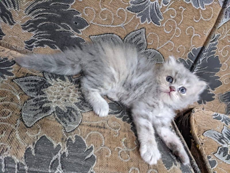 Pure Persian kittens, triple coated very playful n active 7