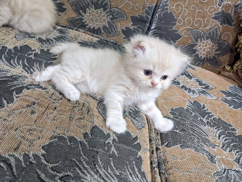 Pure Persian kittens, triple coated very playful n active 8