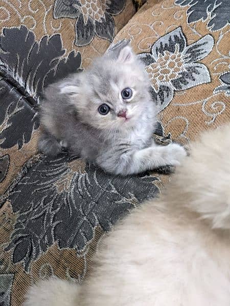 Pure Persian kittens, triple coated very playful n active 9