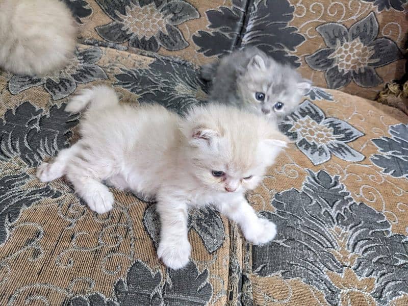 Pure Persian kittens, triple coated very playful n active 10