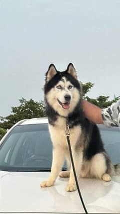 Pedigree male husky available confirm stud