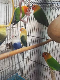 Love birds breeder pair.  03198245342