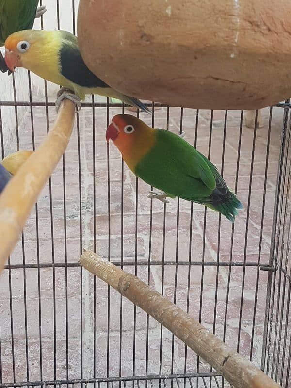 Love birds breeder pair.  03198245342 2