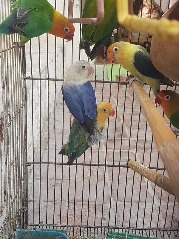 Love birds breeder pair.  03198245342 3