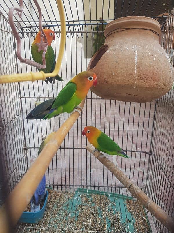 Love birds breeder pair.  03198245342 4