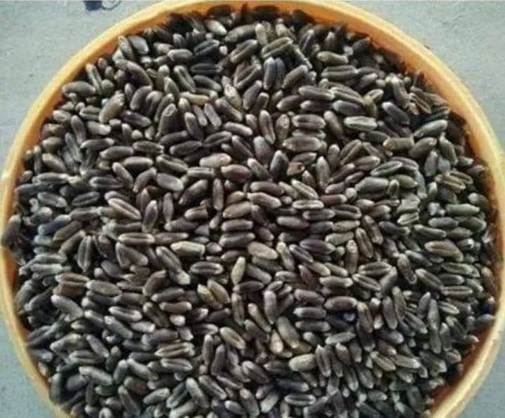 Black seed 0