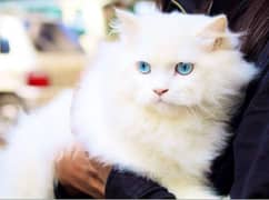 persian blue eyes female for sale