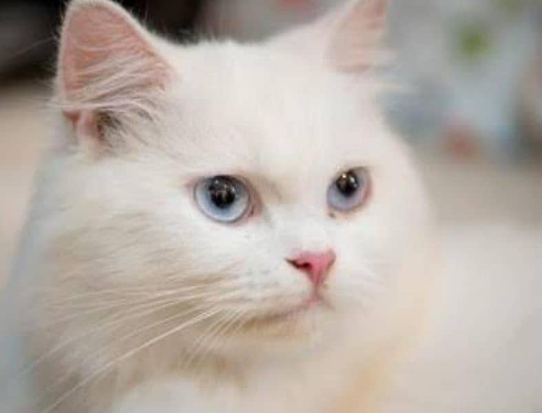 persian blue eyes female for sale 1