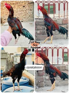 Mianwali, Lasani breeder males for sale 03096360200