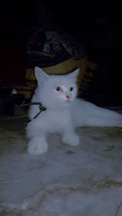 white persian shine cat