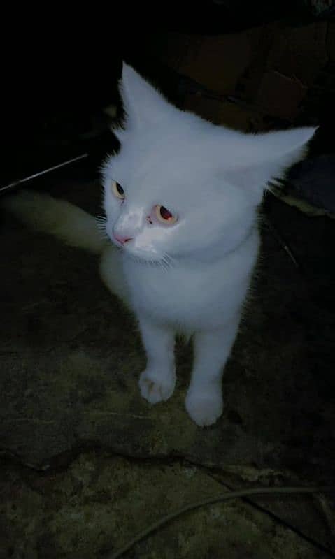 white persian shine cat 1