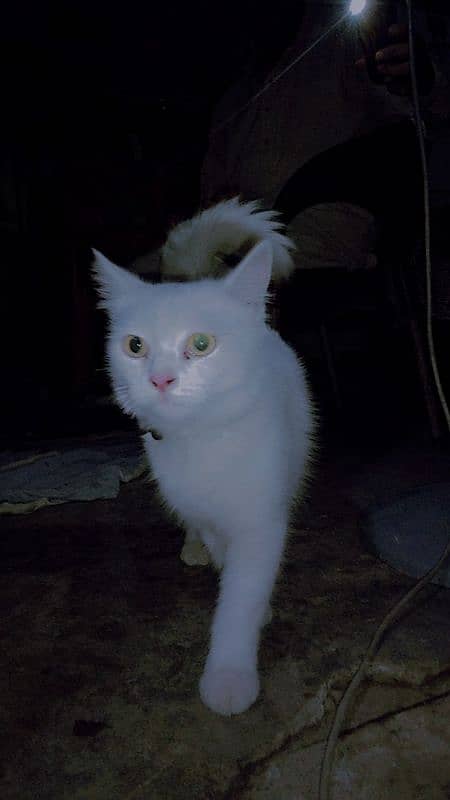 white persian shine cat 2