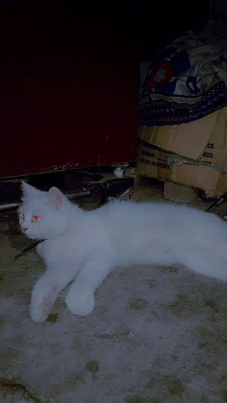 white persian shine cat 3