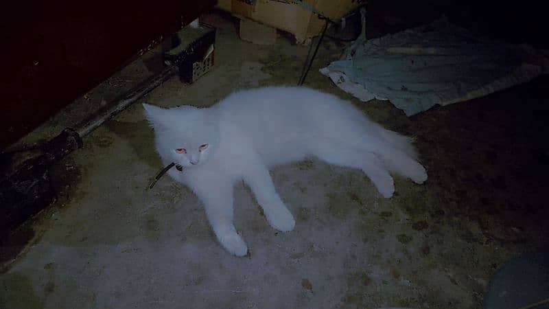 white persian shine cat 4