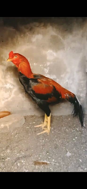 high quality bird  urgent sale 1