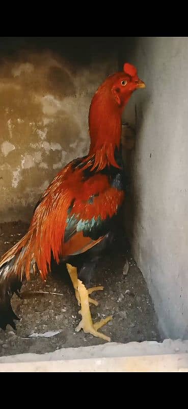 high quality bird  urgent sale 2