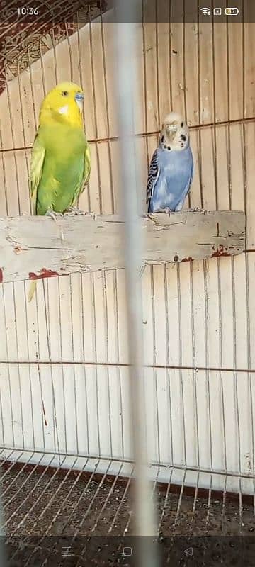 cage , ringneck and budgies 4