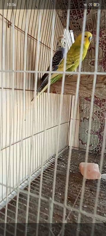 cage , ringneck and budgies 5