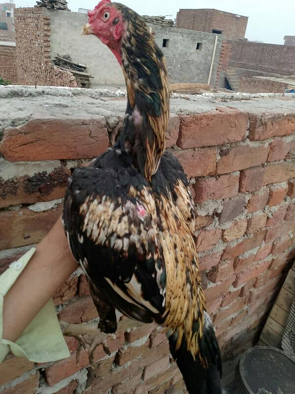 sawa ptha for sale 03061266202 7